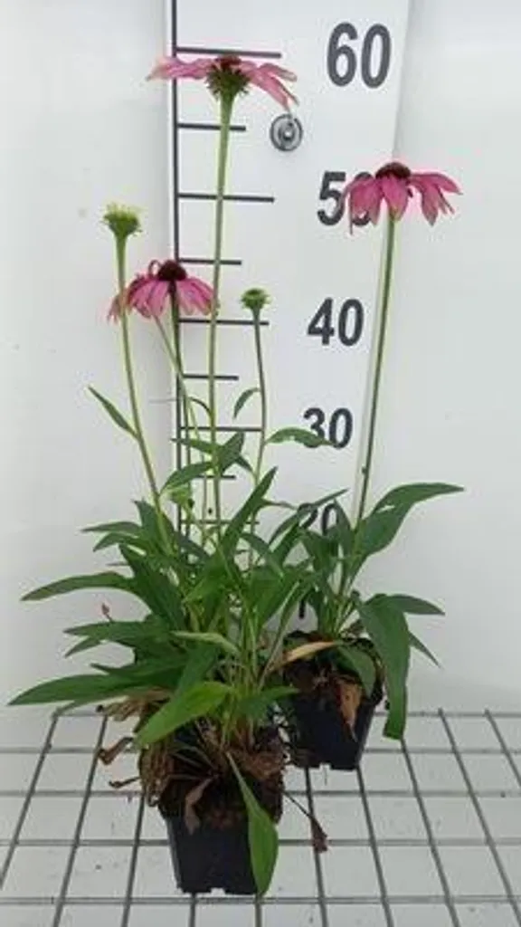 Echinacea Purple Emperor - Lot de 6 vivaces résistantes pour sol sec