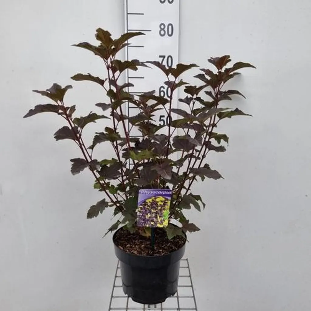 Physocarpus Diabolo : Arbuste résistant 40-60 cm pour sols difficiles - 2