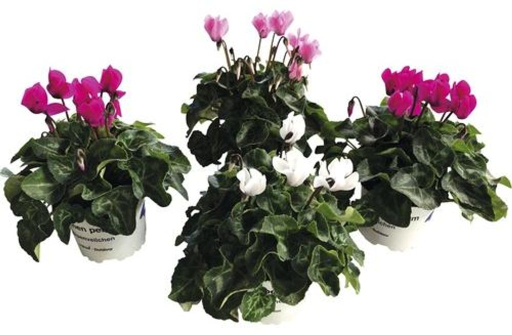 Alpenveilchen Patio Mix FloraSelf Cyclamen persicum Ø 10/11 Produktbild 