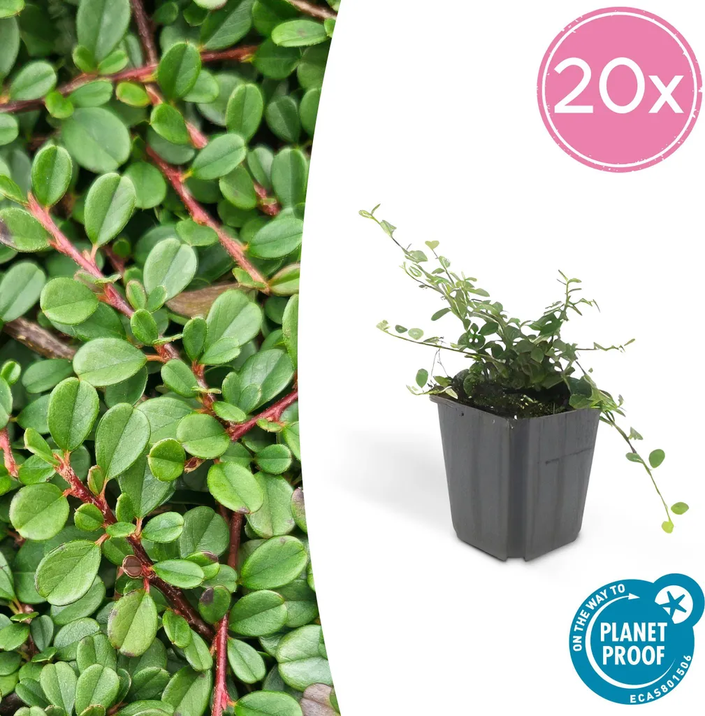 Anti-Mauvaises Herbes Naturel - Cotoneaster Streib's Findling - Set 20 Plants