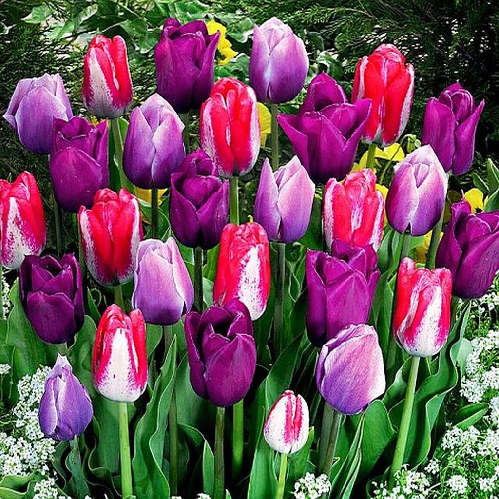 Tulipani Bulbi Fiori Mix di tulipani di colore viola 10 pz. Immagine del prodotto 