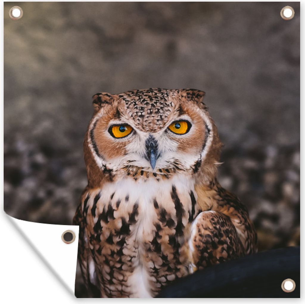 MuchoWow 50x50 cm Outdoor-Poster Gartendeko Sichtschutz Garten Poster für den Garten Braune Eule schaut direkt in die Kamera