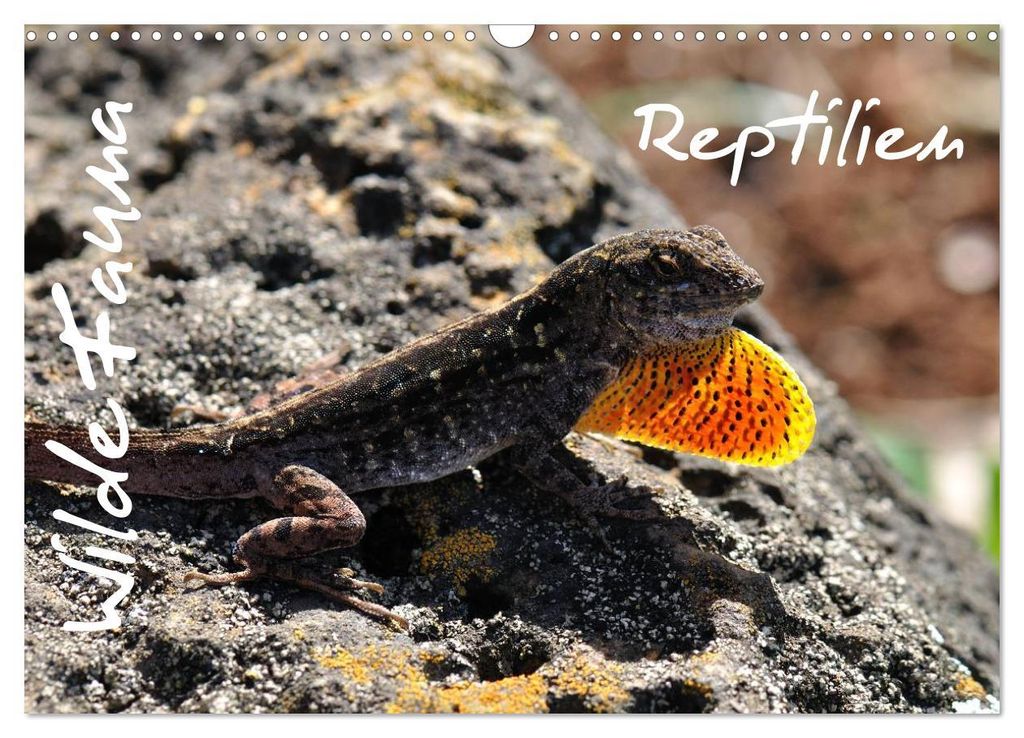 Wilde Fauna - Reptilien (Wandkalender 2027 DIN A3 quer), CALVENDO Monatskalender