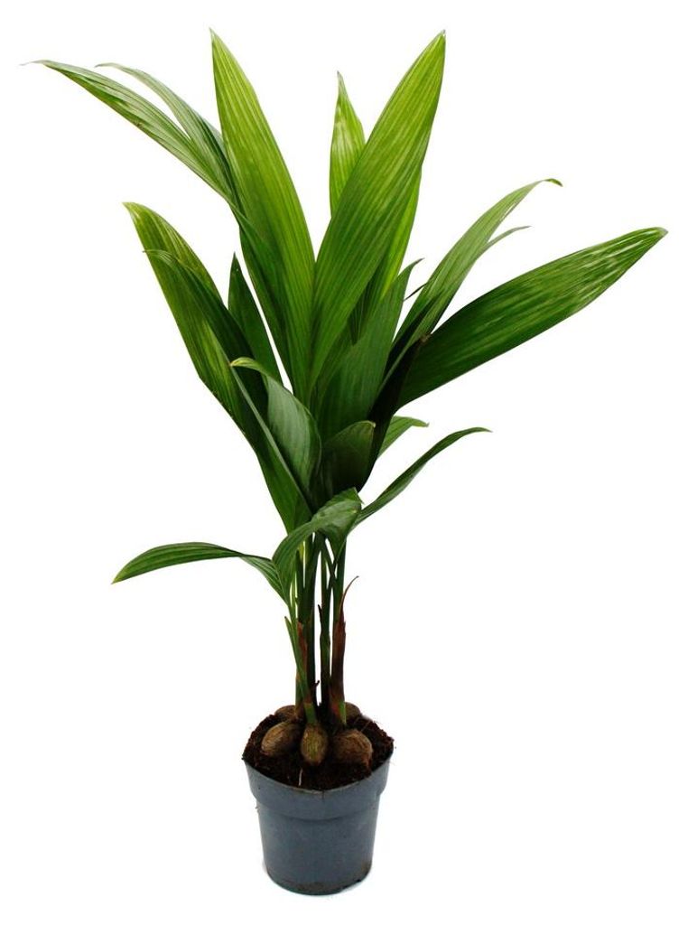 Betelnusspalme - Areca catechu - Zimmerpalme - Betelpalme - 12cm Topf