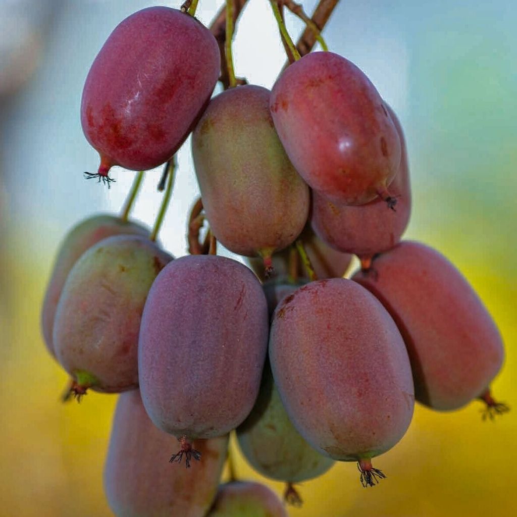KIWI Ken's Red weiblich 2L