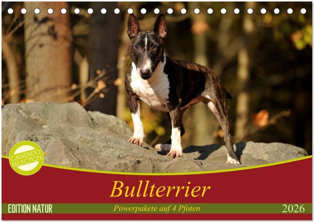 Bullterrier, Powerpakete auf 4 Pfoten (Tischkalender 2026 DIN A5 quer), CALVENDO Monatskalender
