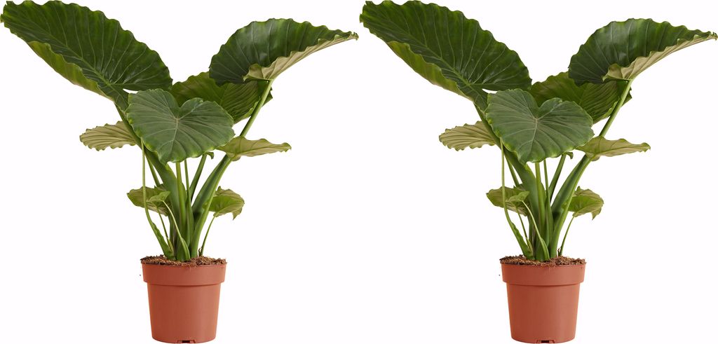 2x Alocasia Gageana California P21 H70
