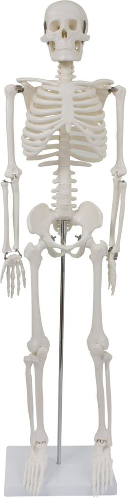 Anatomie Model Skeleton Reduced Anatomie Skeleton Human Obrázek produktu 