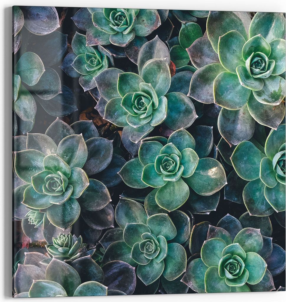DEQORI Glasbild Acryl 50x50 cm 'Sukkulente Pflanzen' Wandbild Bild modern Deko
