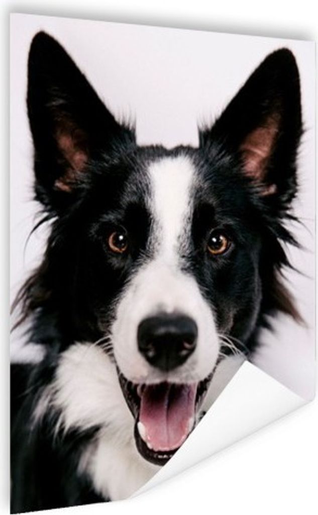 MuchoWow Poster Fröhlicher Border Collie 90x120 cm - Wohnzimmer