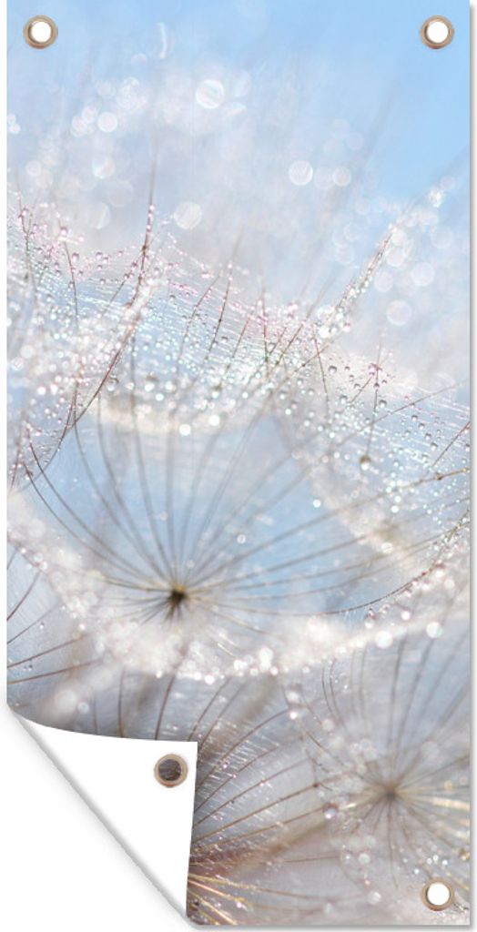 MuchoWow 40x80 cm Outdoor-Poster Gartendeko Sichtschutz Garten Poster für den Garten Löwenzahnsamen in der Sonne, bedeckt mit frühen Tautropfen