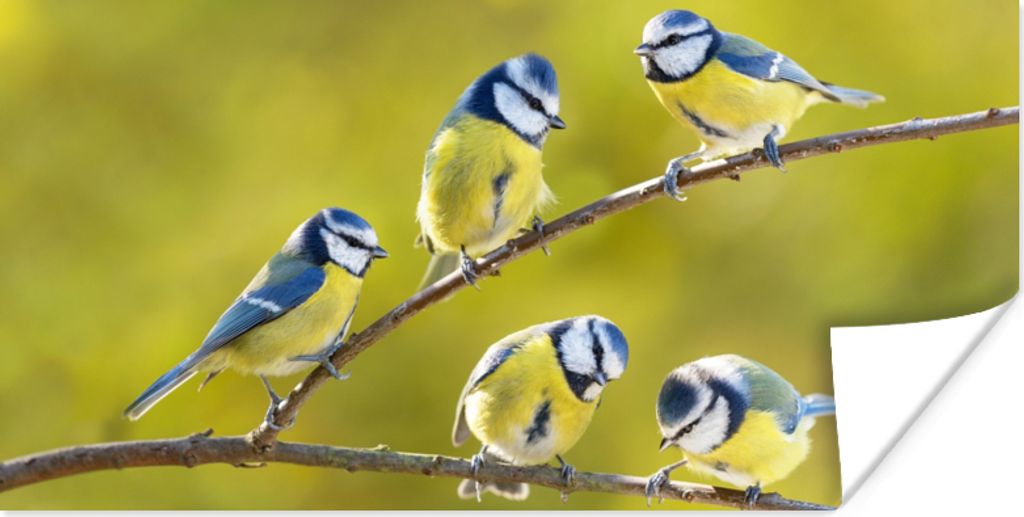 MuchoWow Poster Vogel - Blaumeise - Äste - Sonne 150x75 cm - ohne Rahmen