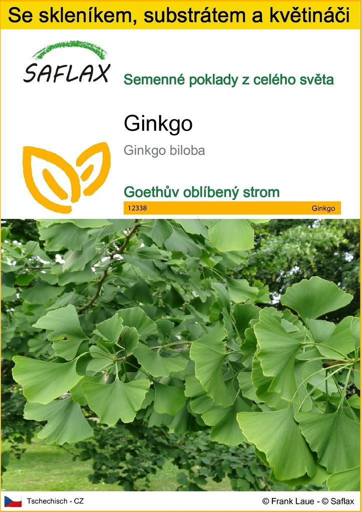 SAFLAX Kultivační sada - ginkgo - Ginkgo biloba - 4 Semena Obrázek produktu 