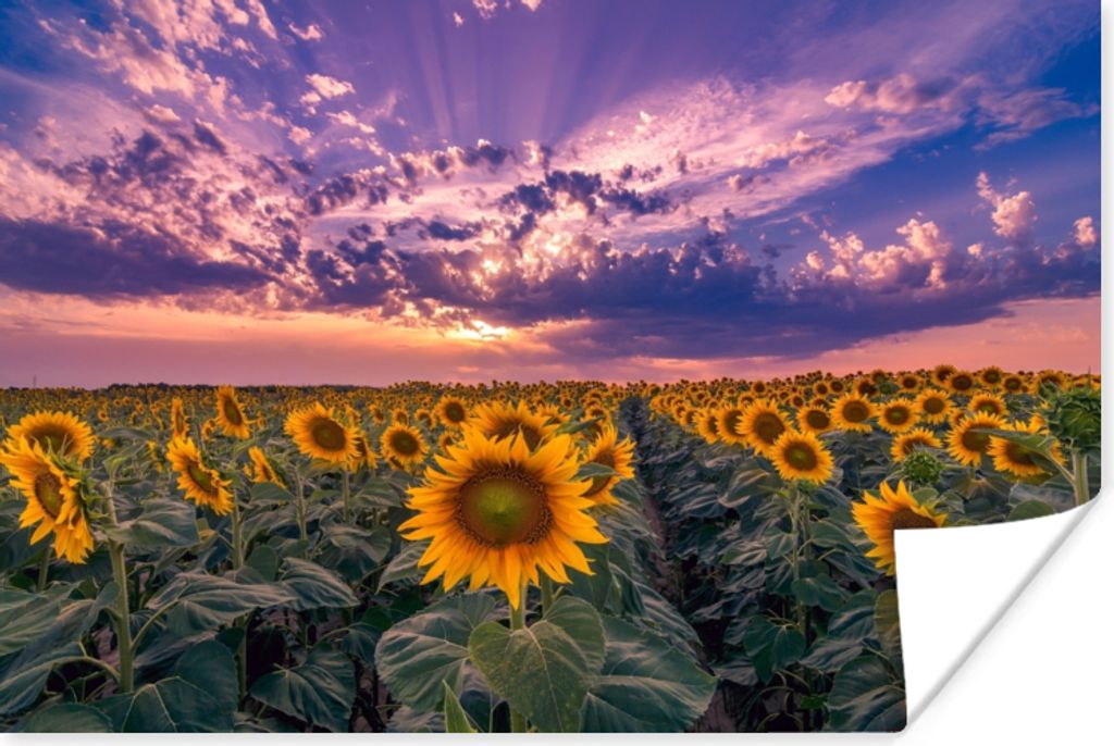 MuchoWow Poster Blumen - Himmel - Lila - Sonnenuntergang 60x40 cm - Schlafzimmerdekoration