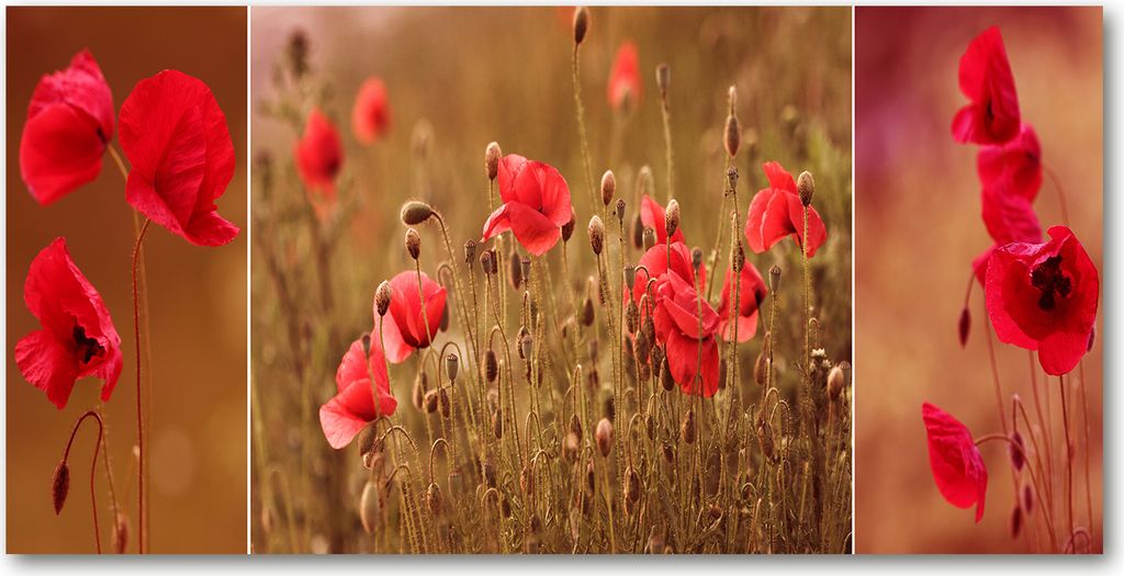 Tulup Leinwandbild - 140x70 cm - Wandkunst - Drucke auf Leinwand - Leinwanddruck - Blumen & Pflanzen - Rot - Mohnblumen