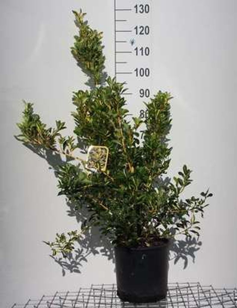 Euonymus jap. 'Aureus' ('aureopictus') - Korkflügelstrauch 60- 80 cm Container