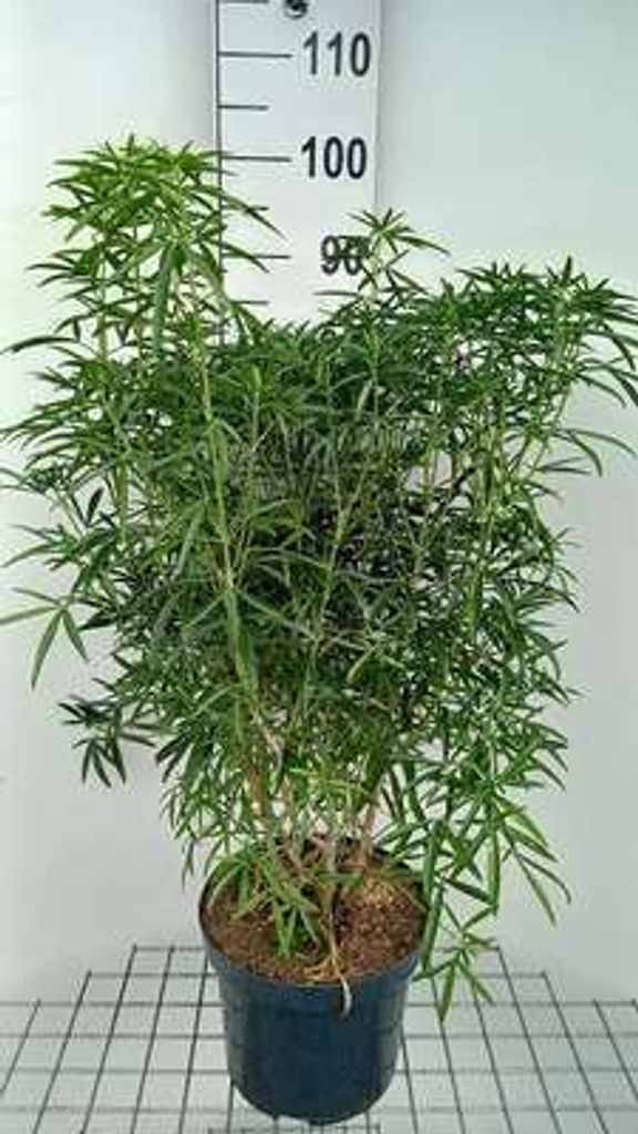 Choisya hybr. 'Aztec Pearl' - Orangenblume 60- 80 cm Obrázok produktu 