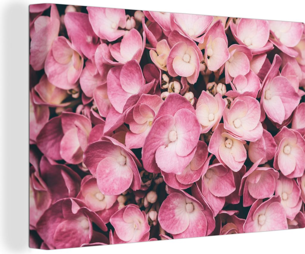 OneMillionCanvasses - Leinwandbilder - 150x100 cm, Nahaufnahme rosa Hortensien, Wandbilder Kunstdruck Wanddekoration