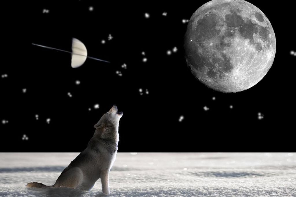 hansepuzzle 29707 - Wolf Puzzle, 2000 Teile, Tierwelt, 90,0 x 60,0cm mit hochwertiger Aufbewahrung, Kartonbox und wiederverschließbarem Beutel