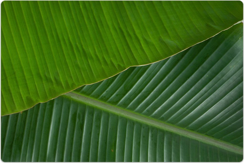 Küchenmatte 60x90 cm Vinylmatte Bodenmatte Dekoration - Banane Blatt