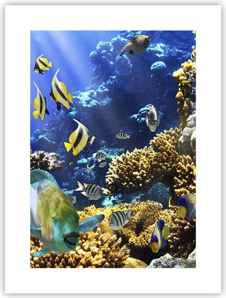 Poster - Poster ohne Rahmen - Korallenriff Ozean Krabbe Fisch - 30x40 cm - Wand Bild - Wanddeko - Wandbilder - Kunstposter - Wandposter - Bilder - ...