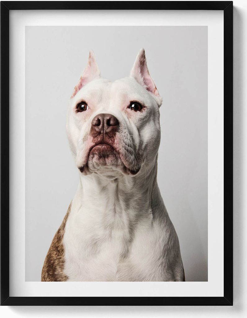 Porträt eines würdevollen Hundes– Wandbild mit Rahmen – Gerahmtes Bild – Wanddekoration – 60x80 cm – Schwarz Rahmen