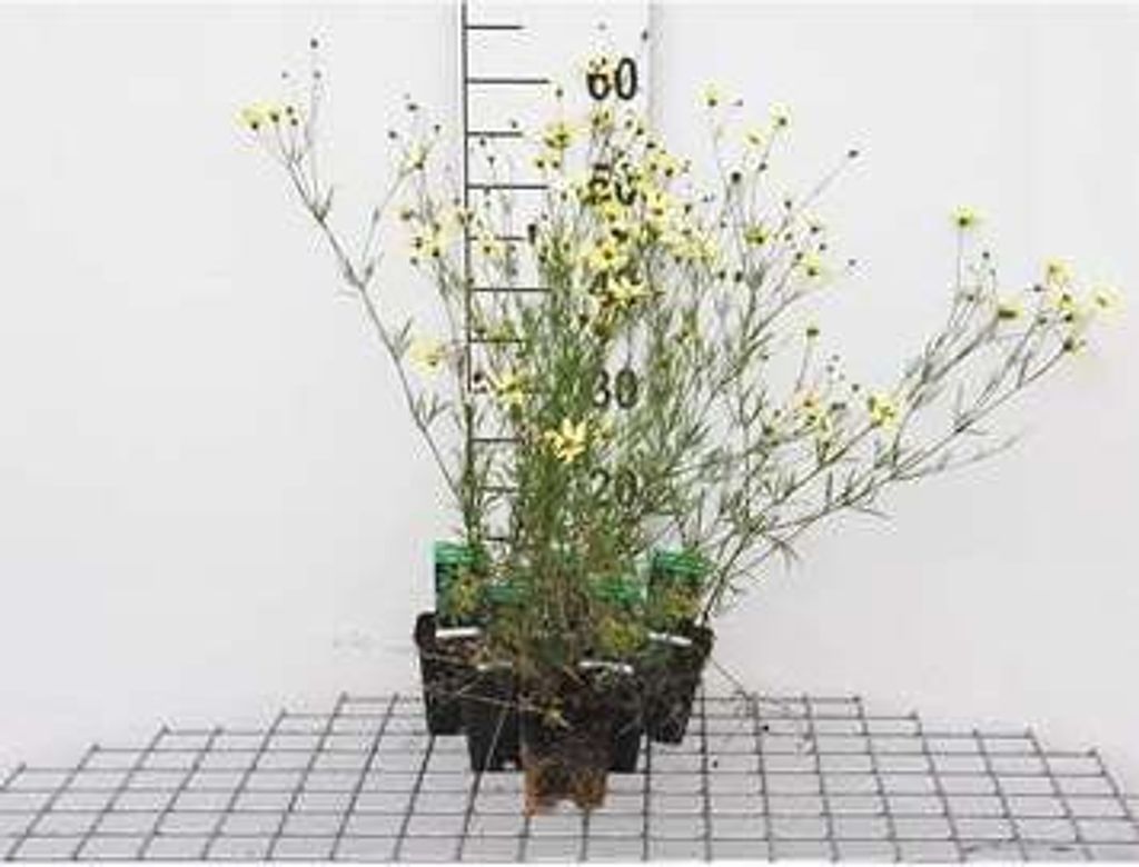 6 x Coreopsis vert. 'Moonbeam' - Mädchenauge - Topf 9 x 9 cm