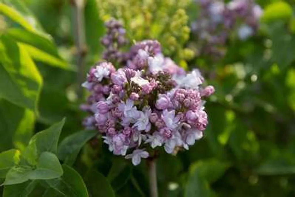 Arbuste à fleurs Lilas commun Ludwig Späth violet foncé de 60 à 70 cm