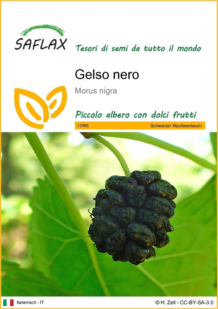 SAFLAX  - Gelso nero  - 200 semi - Morus Immagine del prodotto 