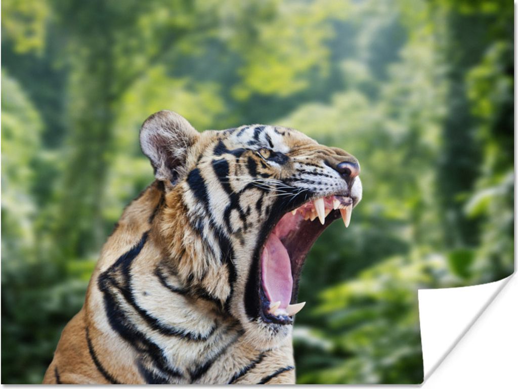 MuchoWow Poster Tiger - Kopf - Wald 80x60 cm - Kunst für zu Hause