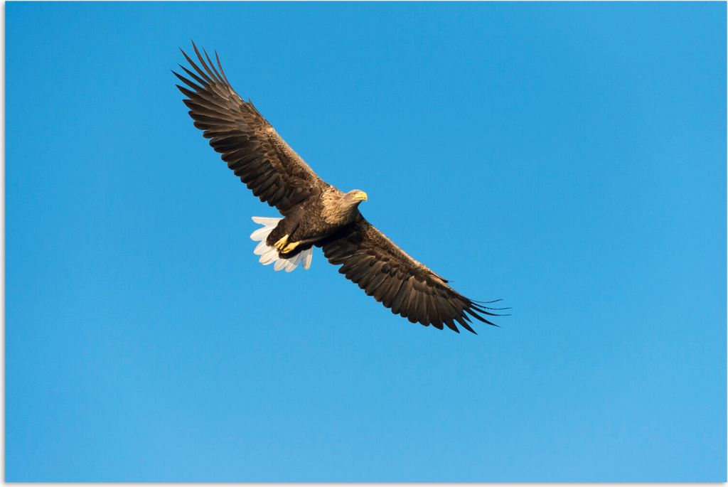 MuchoWow Poster Europäischer Seeadler am hellblauen Himmel 120x80 cm - Bilder