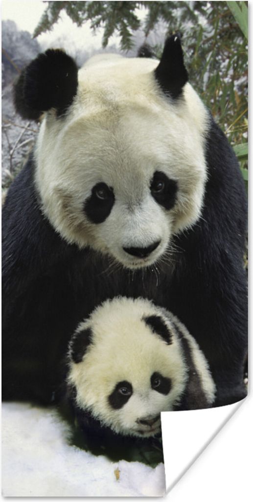 MuchoWow Poster Panda - Jungtier - Schnee 80x160 cm - Kinderzimmer