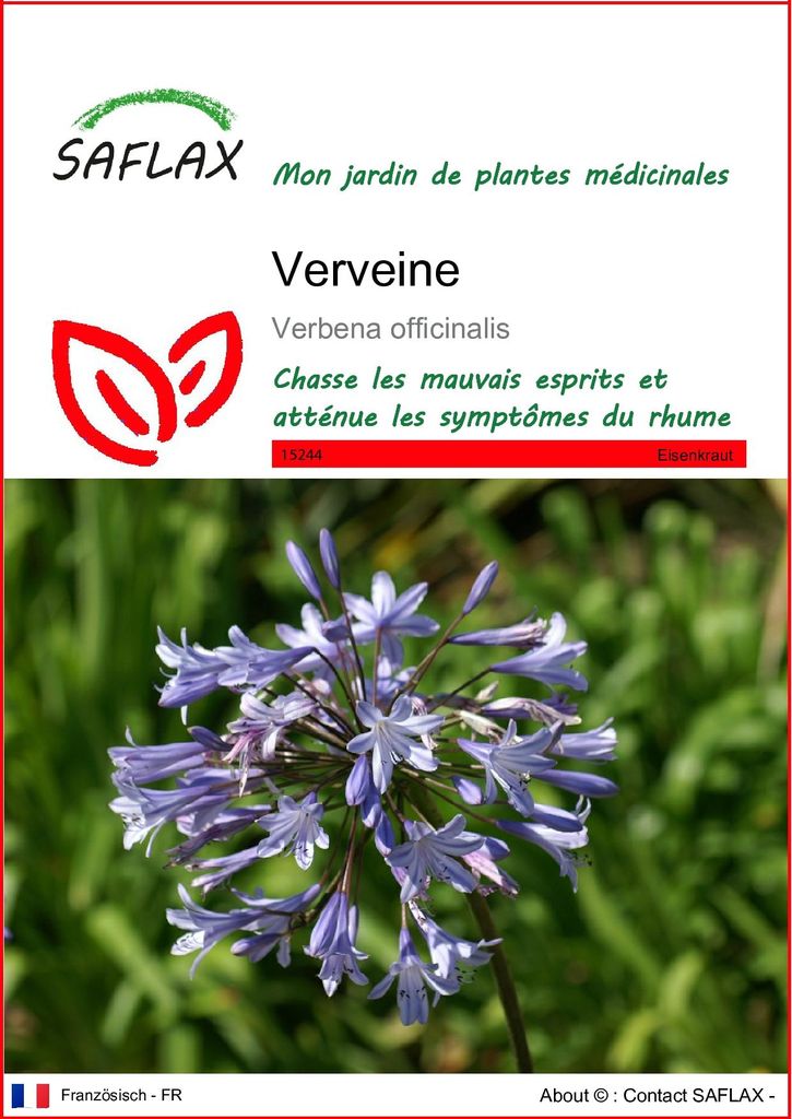 SAFLAX  - Verveine - 250 graines - Verbena Image du produit 