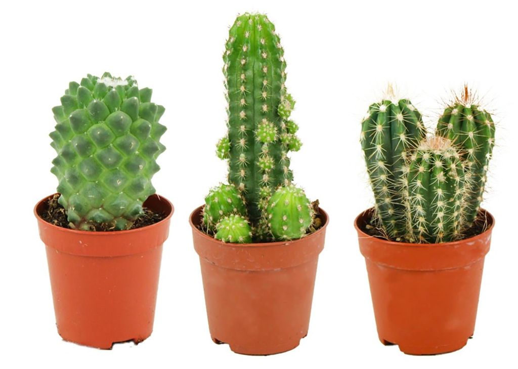 Zynesflora Mini Kakteen im Set - 3 Stück im 5.5 cm Pflanzentopf - Kleiner Kaktus Zimmerpflanze Sammlung - Höhe: 5-10 cm