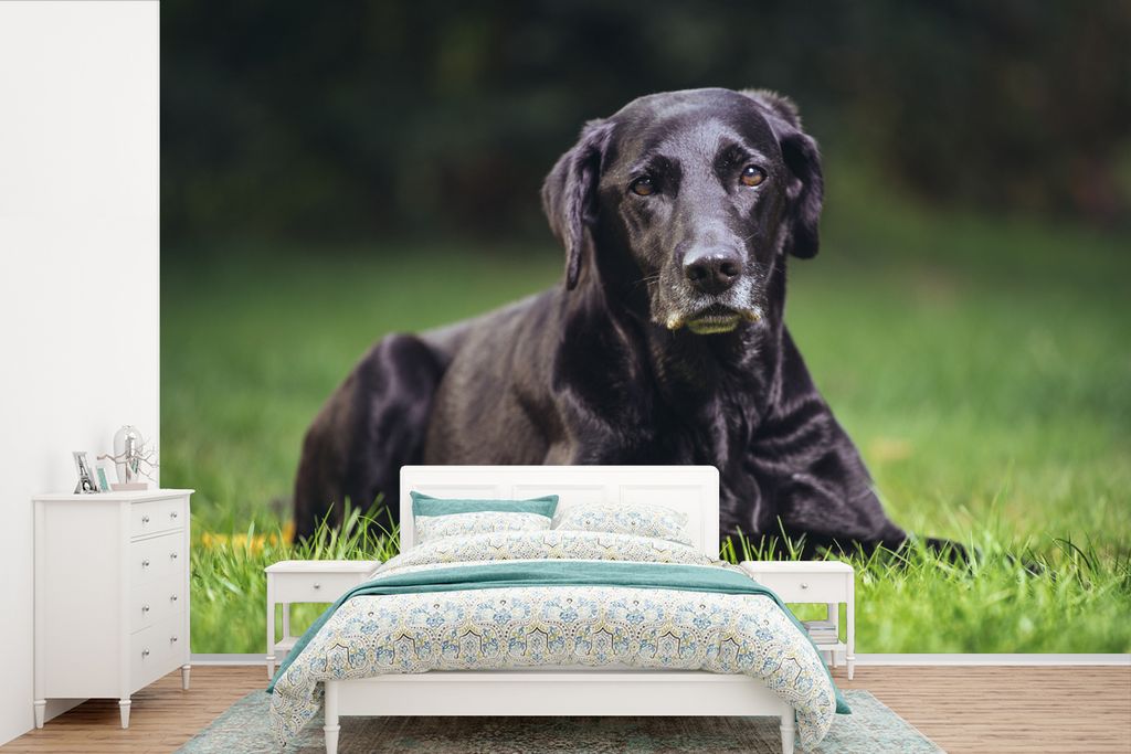 MuchoWow Fototapete für Wohnzimmer oder Schlafzimmer Wandtapete Vinyl Motivtapete Ein schwarzer Labrador im Gras - 600x400 cm - Vinyltapeten