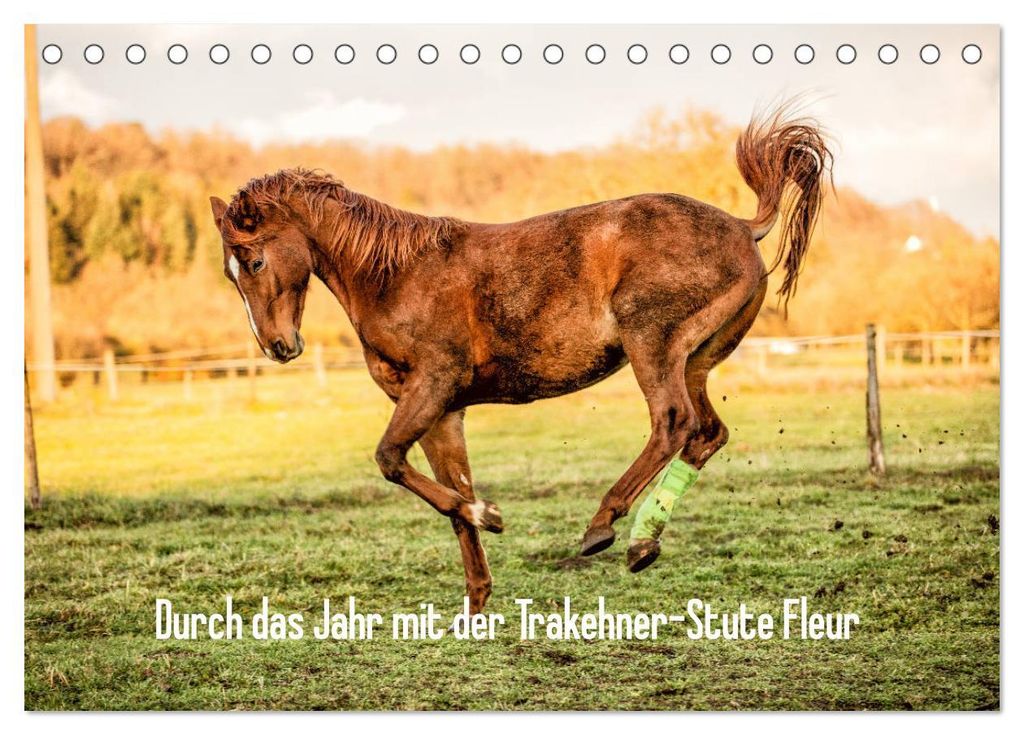 Durch das Jahr mit der Trakehner-Stute Fleur (Tischkalender 2027 DIN A5 quer), CALVENDO Monatskalender