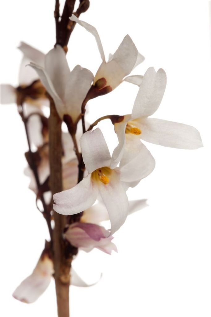 Abeliophyllum distichum, Weiße Forsythie, duftend, 60–80 cm