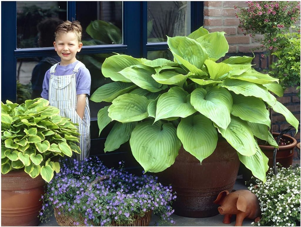 Stauden Gänge 3 x Hosta x cultorum 'Sum and Substance' im 1 Produktbild 