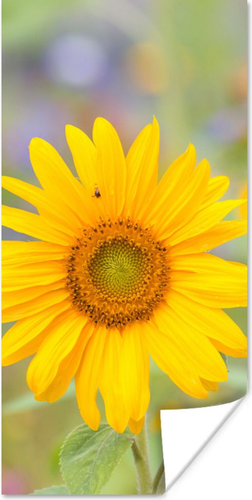 MuchoWow Poster Blumen - Sonnenblume - Gelb 60x120 cm - Wandschmuck