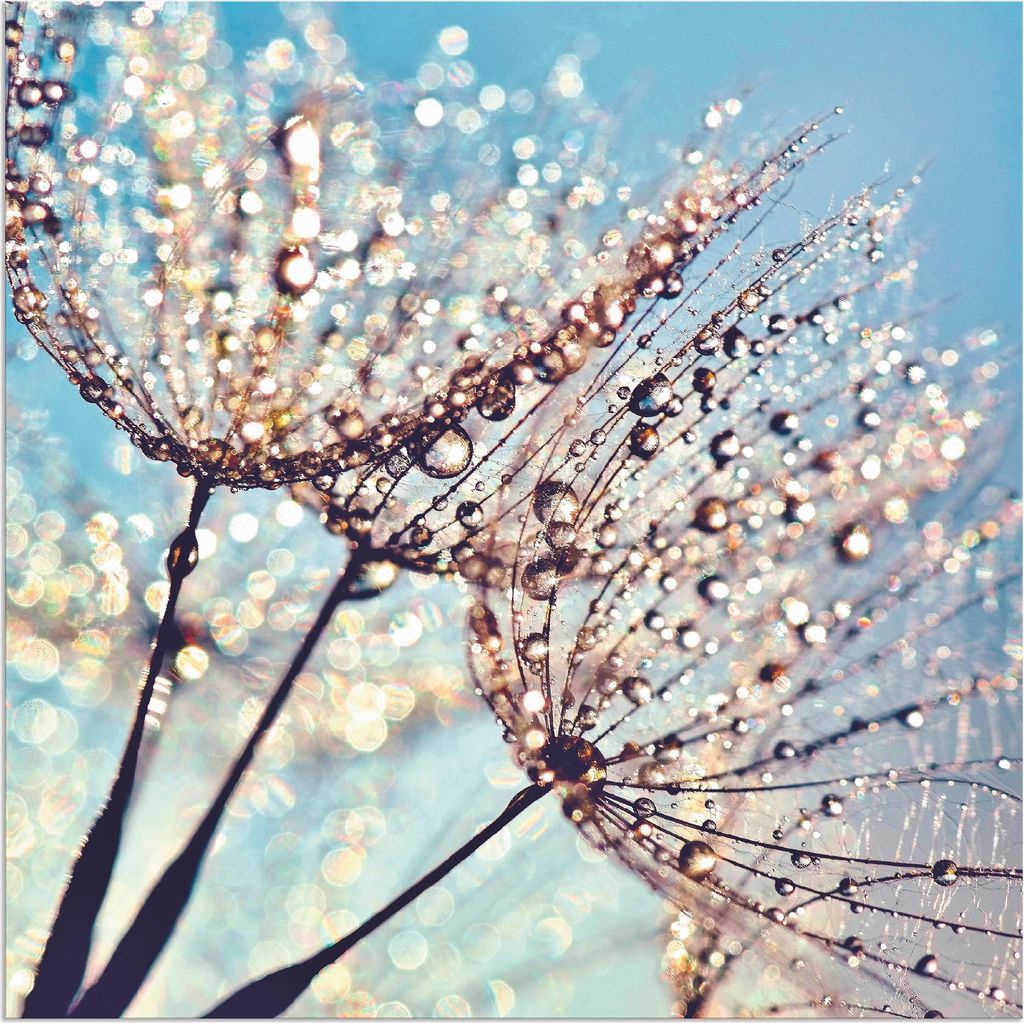 ARTland Wandbild Alu für Innen & Outdoor Pusteblume Tröpfchenfänger Größe: 30x30 cm