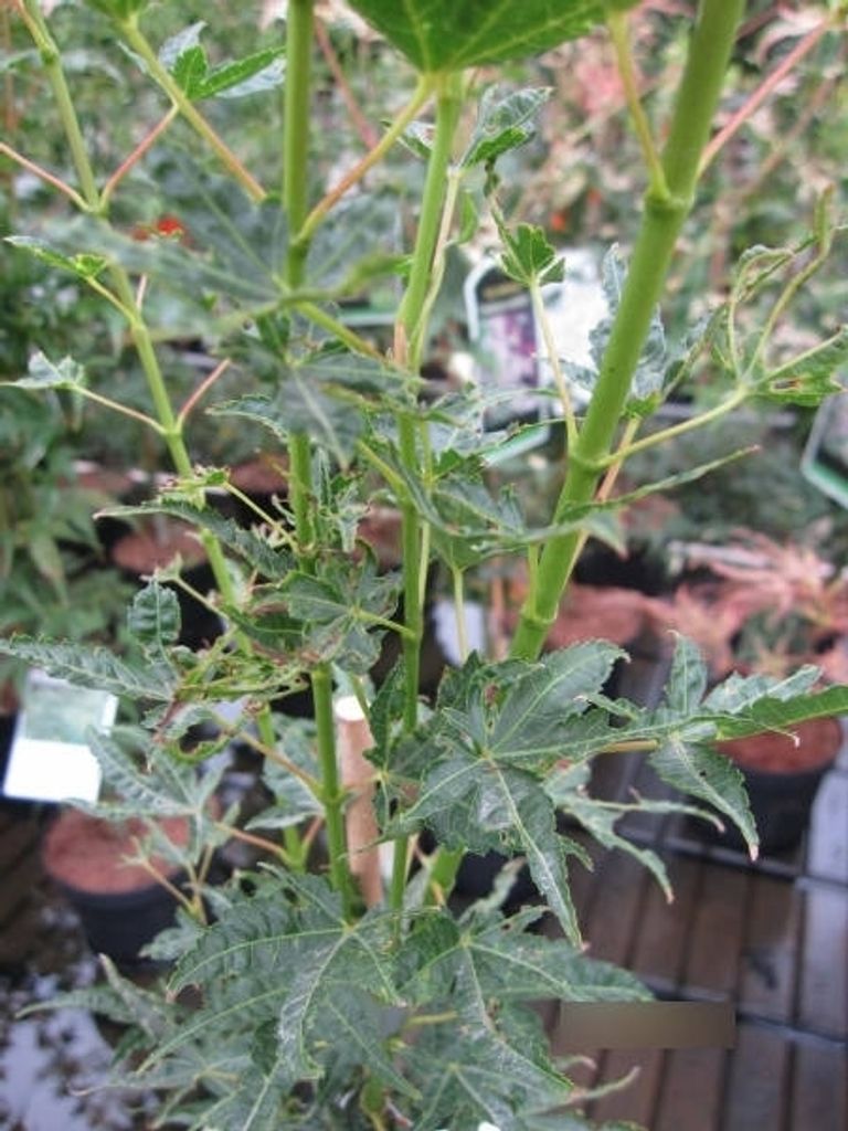 Japanischer Fächerahorn Okushimo - Ahorn palmatum Okushimo