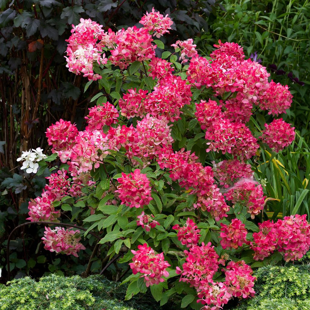 GreenboutiQ - Rispenhortensie - Hydrangea panniculata Pink Produktbild 