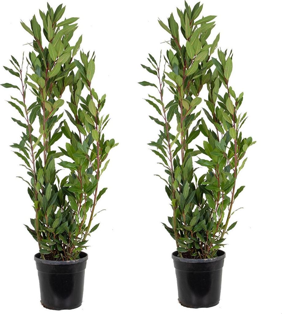 Bloomique - Zestaw 2 sztuk - Laurus Nobilis - Wawrzyn Zdjęcie produktu 