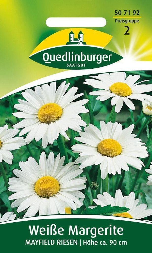 Quedlinburger Weiße Margeriten Mayfield Riesen - Produktbild 