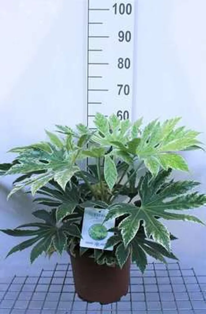 Fatsia japonaise Spider's Web pour pièce sombre - Aralia blanc de 60cm