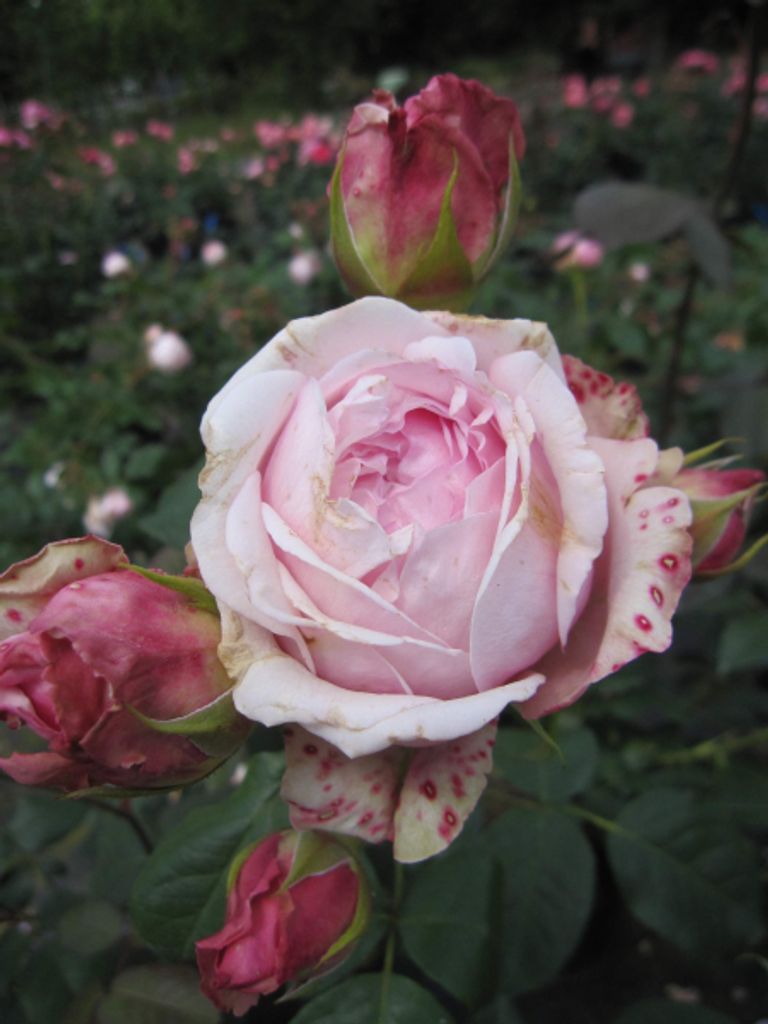 Rosa Carmeline MAScarmé - Strauchrose Carméline MAScarmé - Generosa - Guillot Rose