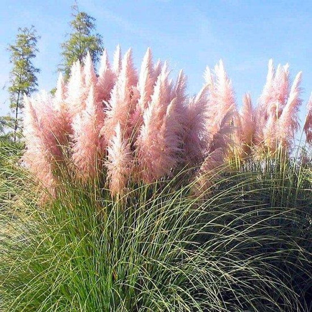 Amerikanisches Pampasgras 1 Stück P9 20-50 cm Cortaderia selloana Rosea