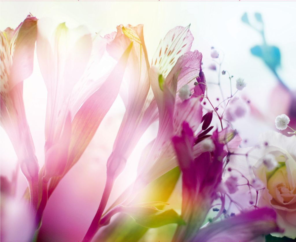 Sanders & Sanders Fototapete Blumen Rosa 375 x 270 cm