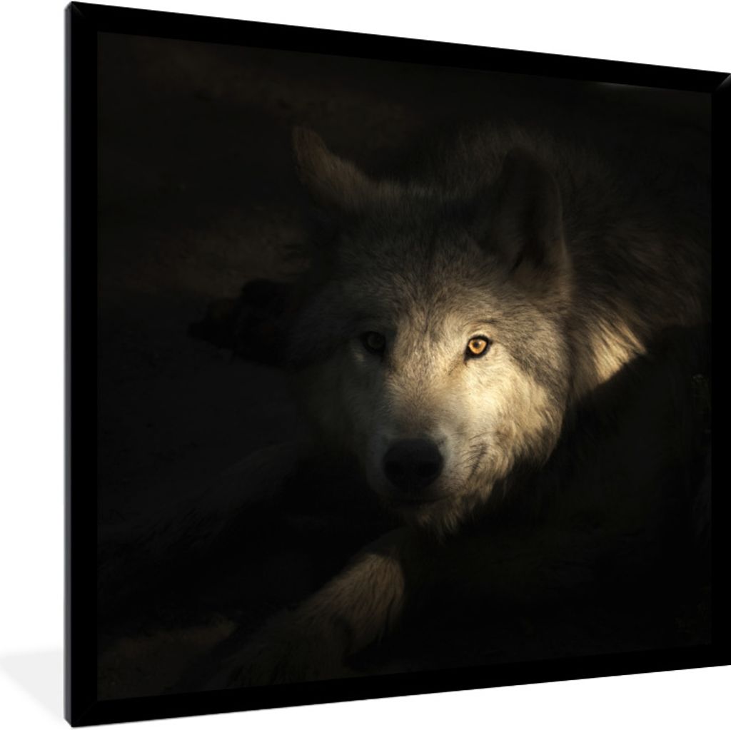 MuchoWow Gerahmtes Poster Porträt eines arktischen Wolfs 40x40 cm - Poster mit Schwarzem Bilderrahmen Wandposter Rahmen Foto Bilder - Mit Rahmen...