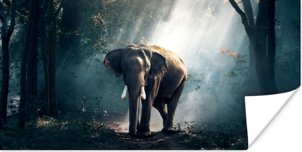 MuchoWow Poster Elefant - Tiere - Licht - Wald - Natur - Wildtiere 160x80 cm - Foto Poster